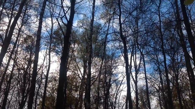 Закрытие грибного сезона 2016. Сбор опят. Подмосковье. смотреть онлайн