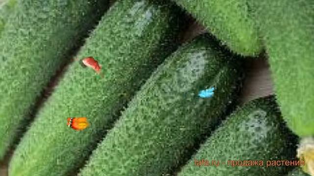 Огурец обыкновенный Клавдия Агро F1 ? обзор: как сажать, семена огурца Клавдия Агро F1