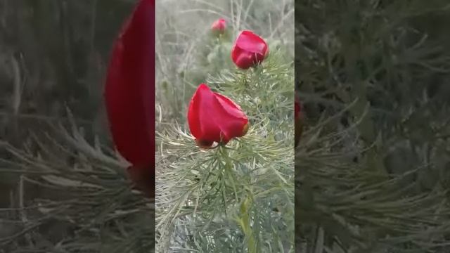 Цветет лазорька! Пион узколистный - бренд нашего района! Ульяновская область Радищево! #весна #пион смотреть онлайн