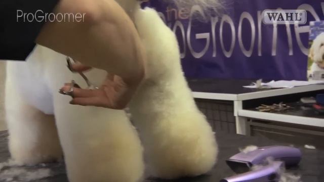 Grooming Guide - Bichon Frisé Show Or Competition Trim - Pro Groomer