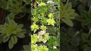 Капиллярный мат для растений. Кратко о минусах.