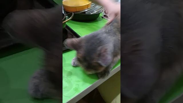 Хе чай Лижет пожалуйста лайк смотреть онлайн