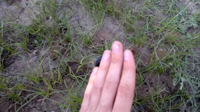 Жук майка синяя смотреть онлайн