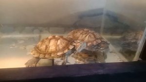 фильтрация воды в аквариуме для красноухих черепах