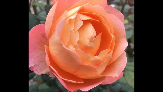 Роза Lady Emma Hamilton- роза Леди Эмма Гамильтон смотреть онлайн