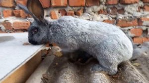 Кролики Полтавское серебро (БСС, Большое советское серебро).