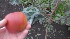 Яблоня Хоней Крисп. Медовый хруст.Россия.