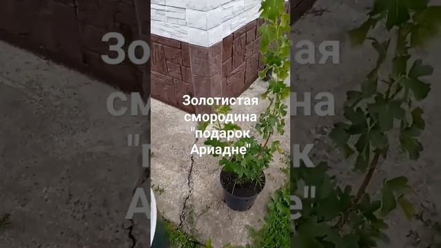 золотистая смородина "подарок Ариадне" 2 летний смотреть онлайн