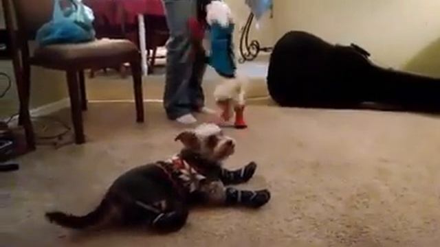 You won't believe how these dogs react to their new boots! смотреть онлайн
