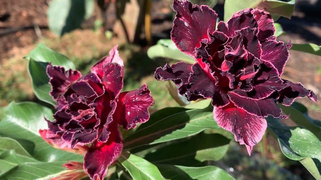 Adenium Obesum - Rosa Do Deserto - RIHANNA