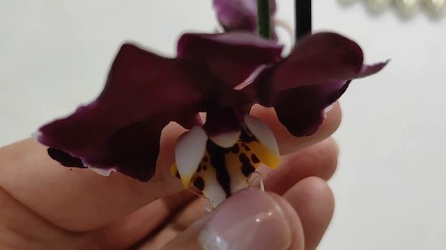 538/ ОХ и НАКУПИЛА !!! ХОМЯК разбушевался смотреть онлайн