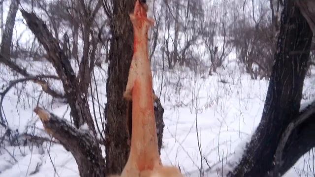 Охота на лису капканами. смотреть онлайн