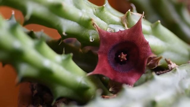 How I take care of succulent Huernia schneideriana смотреть онлайн
