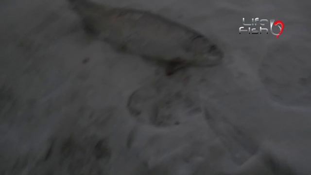 КРХ Белая дача ! Оооочень много рыбы ! смотреть онлайн