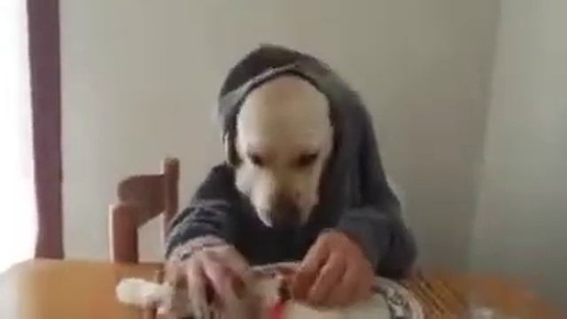 СОБАКА КУШАЕТ В ТЕЛЕ ЧЕЛОВЕКА!? смотреть онлайн