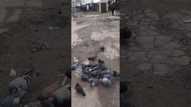 Голубь сизокрылый ?/Кормим птиц . смотреть онлайн