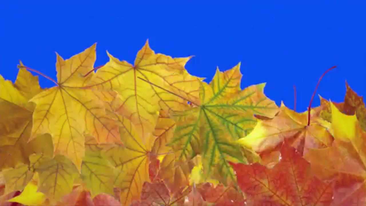 Футаж осень листья падают, овощи переход #1 hd Footage Transitions Swipe Fall free download смотреть онлайн