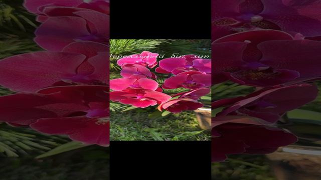 Нереальный КРАСНЫЙ редкий биг лип #орхидея #phal #фаленопсис #биглип смотреть онлайн