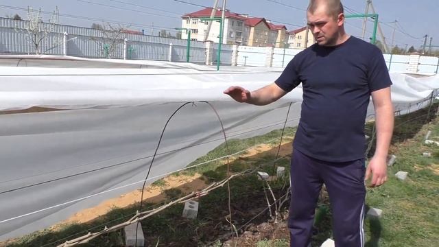 Виноград. Раскрытие винограда . Весна 2019г. смотреть онлайн