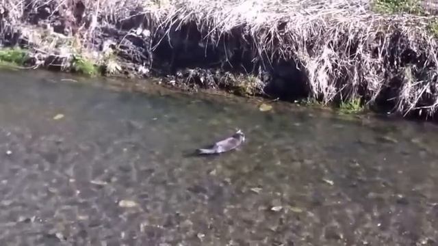 Кошки на рыбалке. Лучшая нарезка смотреть онлайн