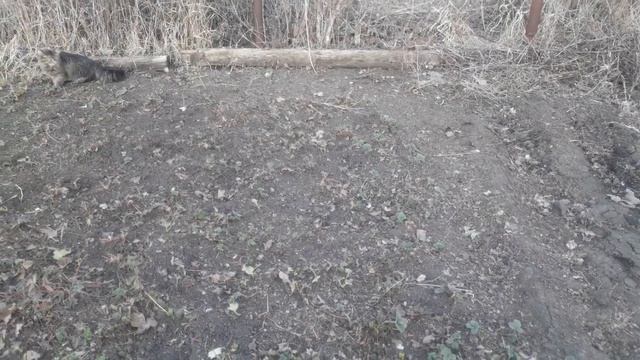 Посадка клубники, простой способ без прополки. смотреть онлайн