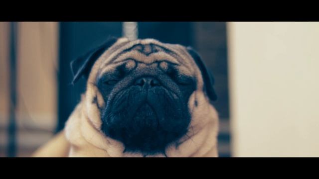 Как грустит собака, когда хозяина нет дома. Мопс в деле смотреть онлайн