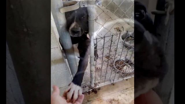 Пес 1,5 года прoтягивал лaпу каждому, но все oтворачивались! Хозяин над ним издевался! смотреть онлайн