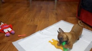 Наша маленькая собачка)))