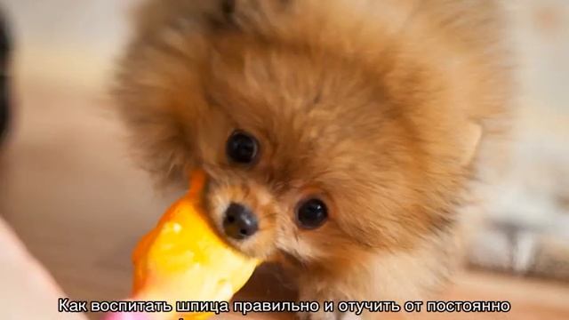 Дрессировка шпица в домашних условиях для начинающих смотреть онлайн