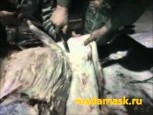 Разделка кабана. Тест ножа ручной ковки. Отзыв «Русский булат»