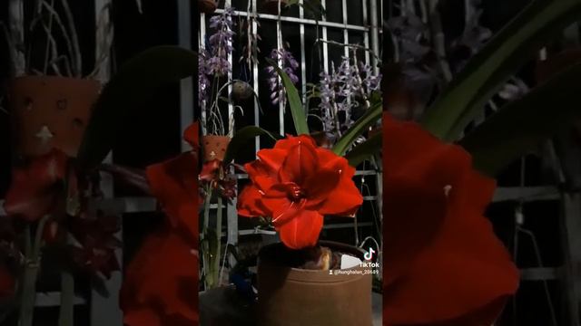 huệ tây cherry nymph смотреть онлайн