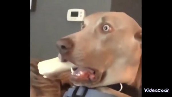 смешные вилео