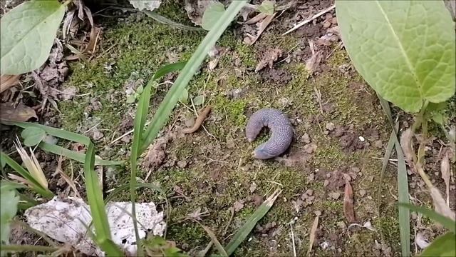 Бражник липовый гусеница перед окукливанием смотреть онлайн