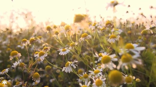 Музыка лечит бессонницу, полезна для сердца и успокаивает нервную систему. Музыка успокаивает душу смотреть онлайн