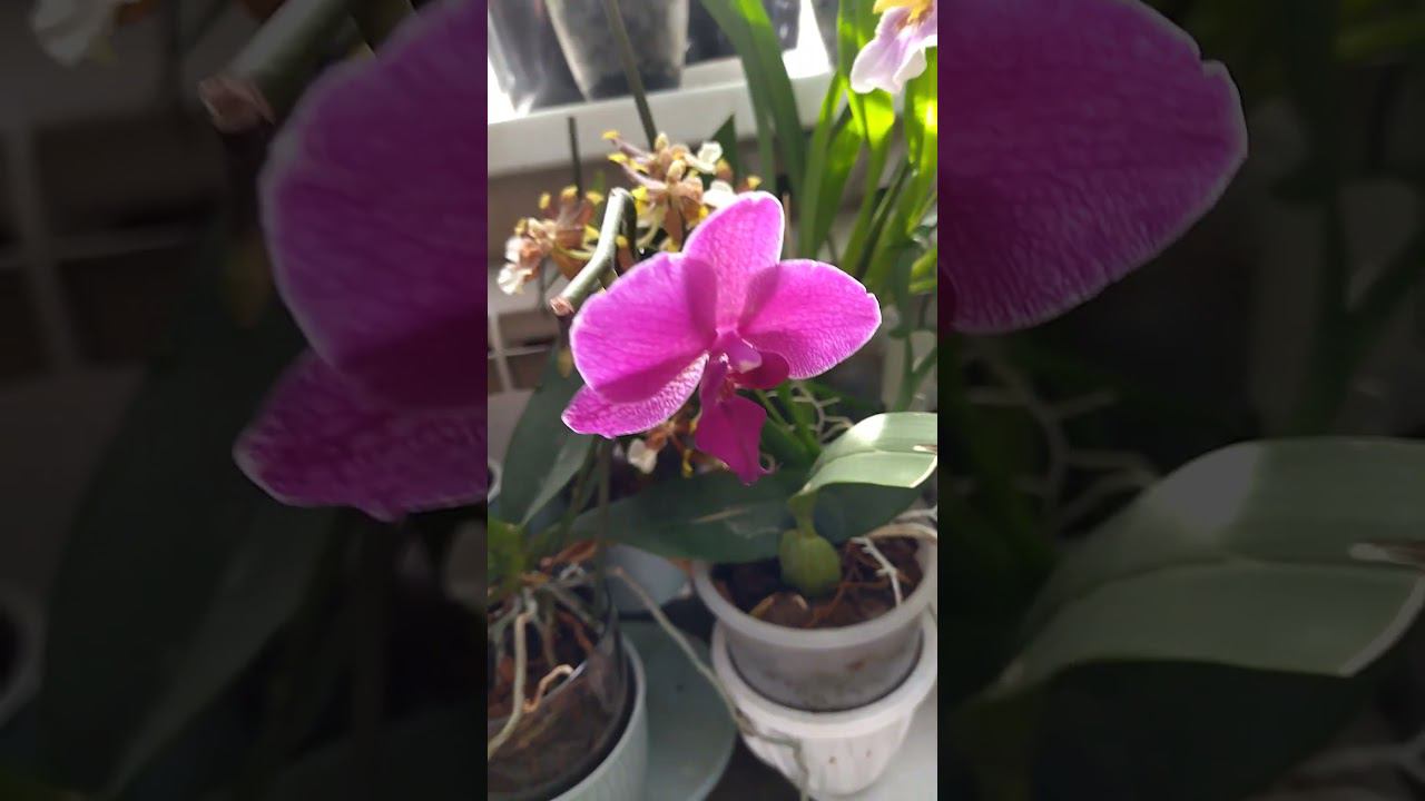 цветы дома. орхидеи. смотреть онлайн