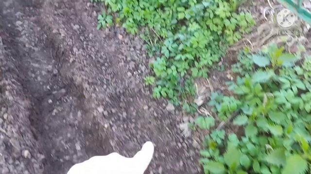 Последний выходной день, готовлю куриную грудку с овощами, клею обои, сажаю морковь смотреть онлайн