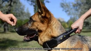 Дрессировка немецкой овчарки в домашних условиях