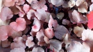 Гейхера  Гэлэкси, Зиппер, гортензия крупнолистная ремонтантная Ю энд ми Лав уже в наличии.