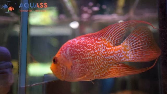 ?Aquass - Цихлазома Фловер Хорн Камфа золотая смотреть онлайн
