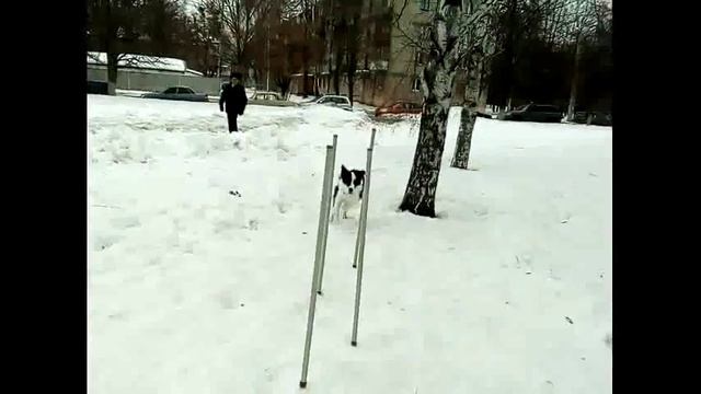 Б/к Рой слалом ч.2 смотреть онлайн