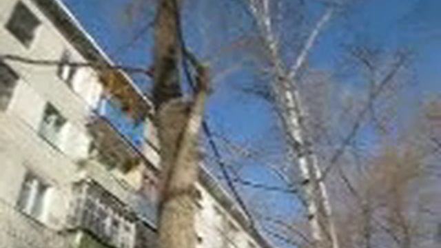 Силовой кабель на деревьях смотреть онлайн