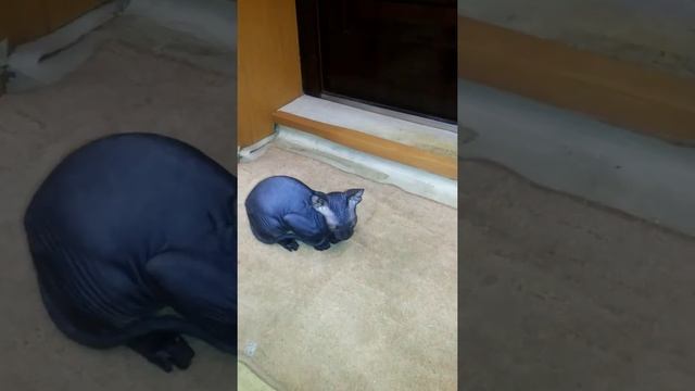 Мимимичих. смотреть онлайн