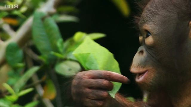 BBC Deadly 60, Series 4, Borneo