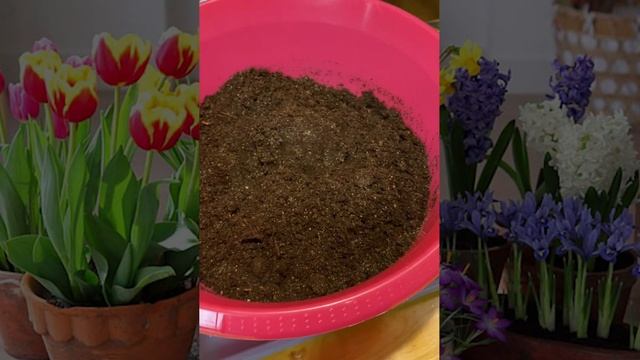 ПОСАДКА ТЮЛЬПАНОВ И ДРУГИХ ЛУКОВИЧНЫХ В ДЕКАБРЕ! ПОЛУЧАЕМ ЦВЕТЕНИЕ В МАРТЕ! смотреть онлайн