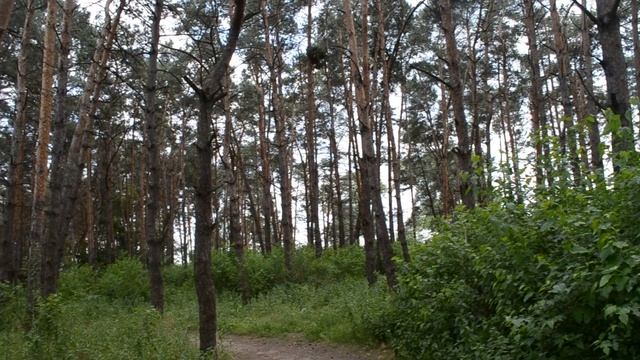 Красивый сосновый бор смотреть онлайн
