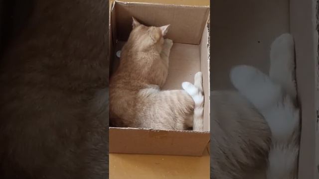 У Прошки хорошая коробка, чтобы полежать и поиграть!