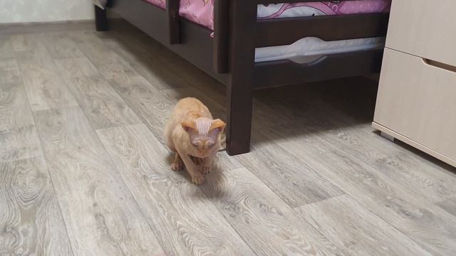 Котёнок Девон Рекс. 19.03.23. Кузьма Рудельский))) смотреть онлайн