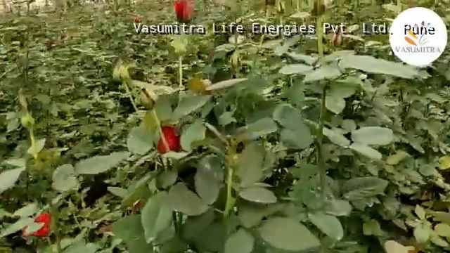 Excellent results of Vasumitra products on Flower quality and bud size in Rose Plant смотреть онлайн