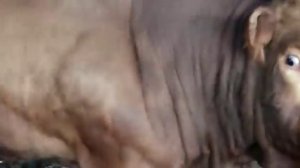 Быки ЛИМУЗИНЫ