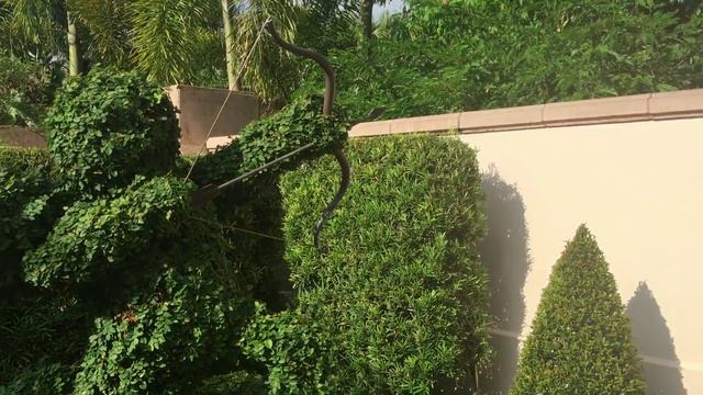 США. Ботанический САД. Город Largo FLORIDA. ВЛОГ ЖИЗНЬ в АМЕРИКЕ смотреть онлайн